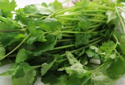 香菜吃多了会怎么样？老饕的血泪史告诉你真相！